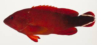 To NMNH Extant Collection (Cephalopholis urodeta USNM 424101 photograph lateral view)