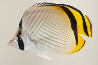 To NMNH Extant Collection (Chaetodon vagabundus USNM 424124 photograph lateral view)