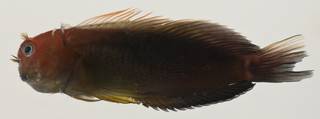 To NMNH Extant Collection (Cirripectes variolosus USNM 423364 photograph lateral view)