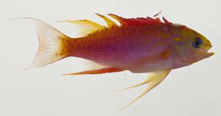 To NMNH Extant Collection (Pseudanthias ventralis USNM 422955 photograph lateral view)
