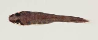 To NMNH Extant Collection (Lepadichthys USNM 422852 photograph dorsal view)