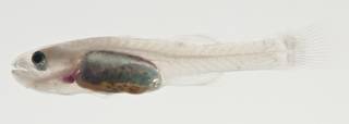 To NMNH Extant Collection (Pseudamiops USNM 422856 photograph lateral view)