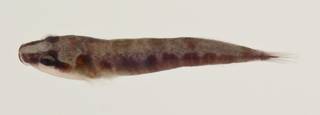 To NMNH Extant Collection (Lepadichthys USNM 422878 photograph lateral view)