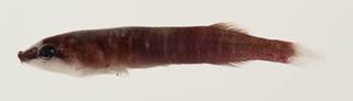 To NMNH Extant Collection (Lepadichthys USNM 422884 photograph lateral view)