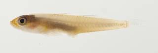 To NMNH Extant Collection (Pleurosicya USNM 422893 photograph lateral view)