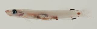 To NMNH Extant Collection (Rotuma USNM 422914 photograph lateral view)