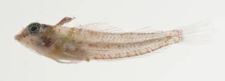 To NMNH Extant Collection (Enneapterygius USNM 422919 photograph lateral view)