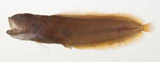 To NMNH Extant Collection (Bythitidae USNM 423315 photograph lateral view)