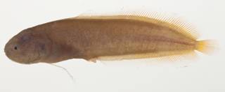 To NMNH Extant Collection (Bythitidae USNM 423322 photograph lateral view)