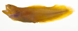 To NMNH Extant Collection (Bythitidae USNM 423330 photograph lateral view)