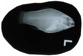 To NMNH Extant Collection (Floridichthys carpio RAD103611-001)