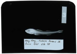 To NMNH Extant Collection (Mullidae RAD103652-001)
