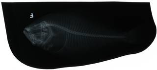 To NMNH Extant Collection (Paralichthys lethostigma RAD103664-002)
