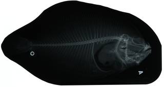 To NMNH Extant Collection (Ancylopsetta microctenus RAD103709-001)