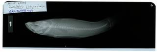 To NMNH Extant Collection (Callieleotris platycephalus RAD102448-001)