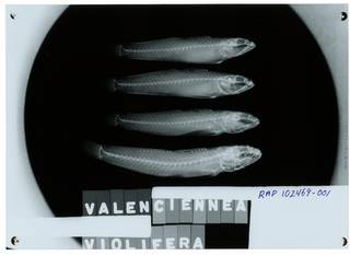 To NMNH Extant Collection (Valenciennea violifera RAD102469-001)