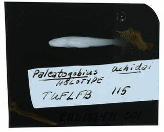To NMNH Extant Collection (Paleatogobius uchidai RAD102471-001)