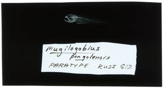 To NMNH Extant Collection (Mugilogobius pongolensis RAD102473-001)