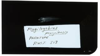 To NMNH Extant Collection (Mugilogobius pongolensis RAD102473-002)