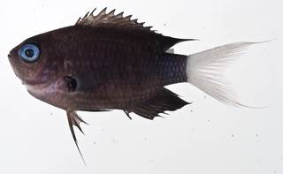 To NMNH Extant Collection (Chromis abrupta USNM 420861 photograph lateral view)