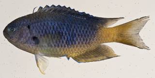 To NMNH Extant Collection (Pomacentrus coelestis USNM 412077 photograph lateral view)