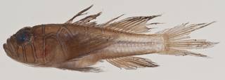 To NMNH Extant Collection (Priolepis compita USNM 411062 photograph lateral view)
