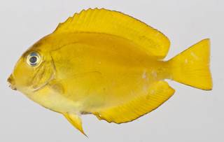 To NMNH Extant Collection (Acanthurus reversus USNM 412074 photograph lateral view)