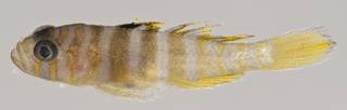 To NMNH Extant Collection (Priolepis triops USNM 411087 photograph lateral view)