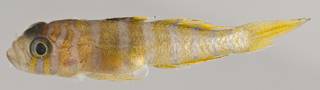 To NMNH Extant Collection (Priolepis triops USNM 411059 photograph lateral view)