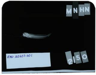 To NMNH Extant Collection (Salarias biseriatus RAD102607-001)