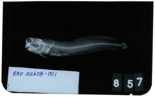 To NMNH Extant Collection (Salarias periophthalmus RAD102608-001)