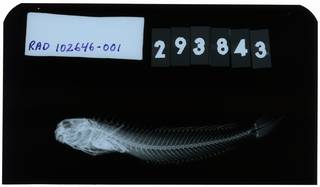 To NMNH Extant Collection (Istiblennius bellus RAD102646-001)