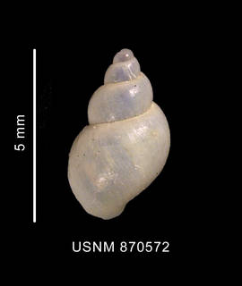 To NMNH Extant Collection (Toledonia major Hedley, 1916 shell dorsal view)