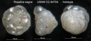 To NMNH Paleobiology Collection (Rosalina sagrai USNM CC 64704 holotype)