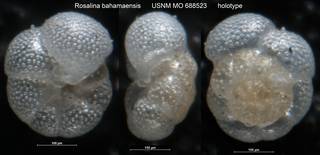 To NMNH Paleobiology Collection (Rosalina bahamaensis USNM MO 688523 holotype)