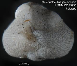 To NMNH Paleobiology Collection (Quinqueloculina jamaicensis USNM CC 15736 holotype 2)