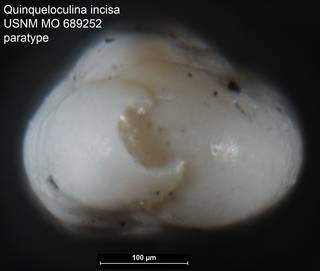 To NMNH Paleobiology Collection (Quinqueloculina incisa USNM MO 689252 paratype)