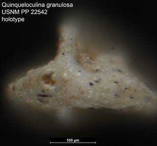 To NMNH Paleobiology Collection (Quinqueloculina granulosa USNM PP 22542 holotype 2)
