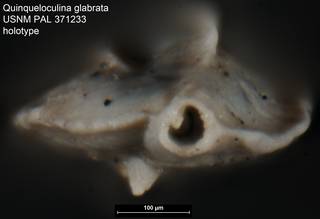 To NMNH Paleobiology Collection (Quinqueloculina glabrata USNM PAL 371233 holotype 2)