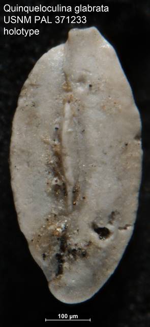 To NMNH Paleobiology Collection (Quinqueloculina glabrata USNM PAL 371233 holotype)