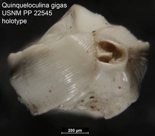 To NMNH Paleobiology Collection (Quinqueloculina gigas USNM PP 22545 holotype 2)