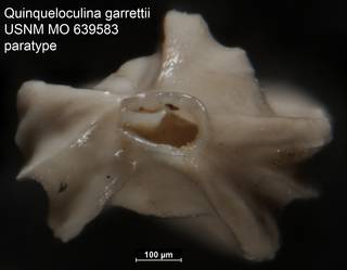 To NMNH Paleobiology Collection (Quinqueloculina garrettii USNM MO 639583 paratype 2)