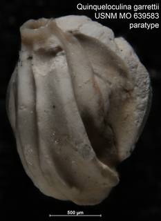 To NMNH Paleobiology Collection (Quinqueloculina garrettii USNM MO 639583 paratype 1)