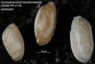To NMNH Paleobiology Collection (Quinqueloculina fukushimaensis USNM PR 4778 paratypes)