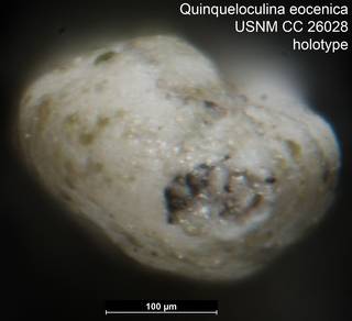 To NMNH Paleobiology Collection (Quinqueloculina eocenica USNM CC 26028 holotype 2)