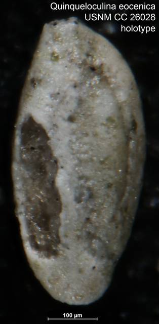 To NMNH Paleobiology Collection (Quinqueloculina eocenica USNM CC 26028 holotype 1)