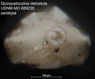 To NMNH Paleobiology Collection (Quinqueloculina delicatula USNM MO 689235 paratype)