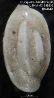 To NMNH Paleobiology Collection (Quinqueloculina delicatula USNM MO 689235 paratype 1)