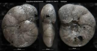 To NMNH Paleobiology Collection (Planulina nacatochensis USNM CC 24613 holotype)