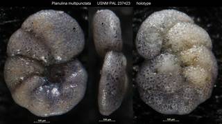 To NMNH Paleobiology Collection (Planulina multipunctata USNM PAL 237423 holotype)